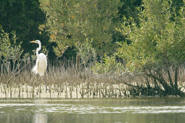 EASTERN MANGROVES/ MANGROVE NATIONAL PARK 