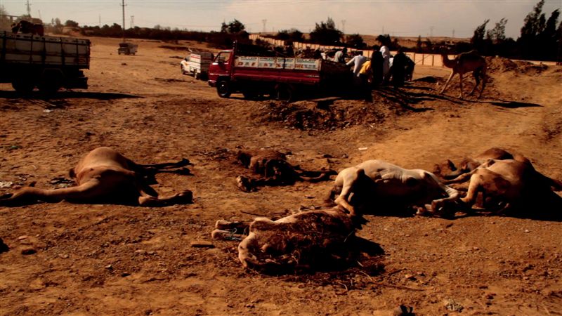 dead-camels-all-over-the-market2.jpg