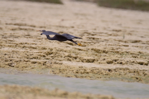 BUL SUAYEEF MARINE RESERVE