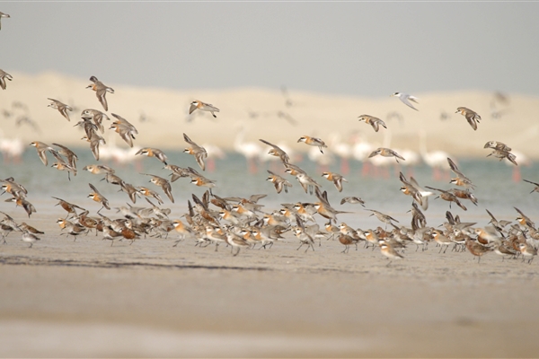 BUL SUAYEEF MARINE RESERVE