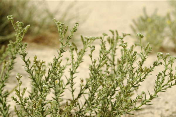 HOUBARA PROTECTED AREA  