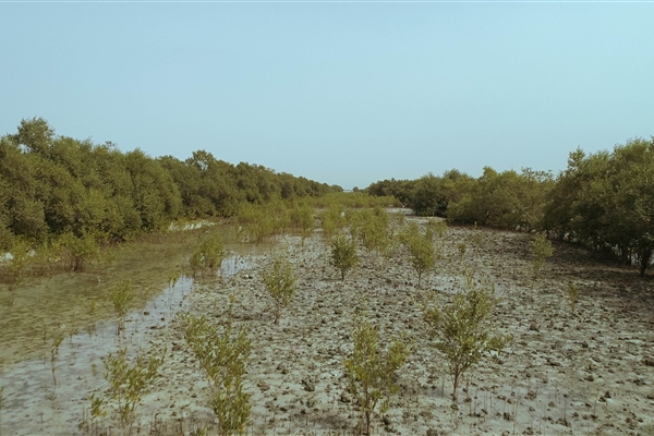 EASTERN MANGROVES/ MANGROVE NATIONAL PARK 