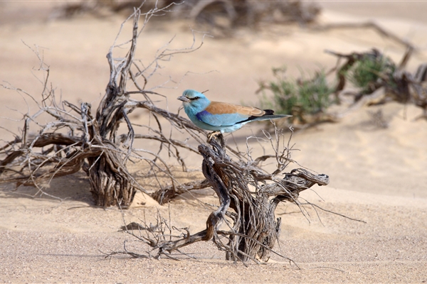 HOUBARA PROTECTED AREA  