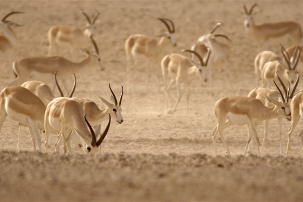 HOUBARA PROTECTED AREA  