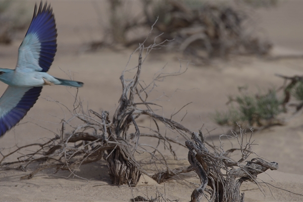 HOUBARA PROTECTED AREA  