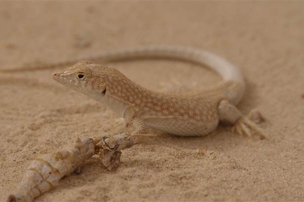 HOUBARA PROTECTED AREA  