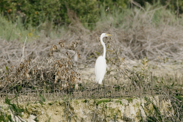 EASTERN MANGROVES/ MANGROVE NATIONAL PARK 