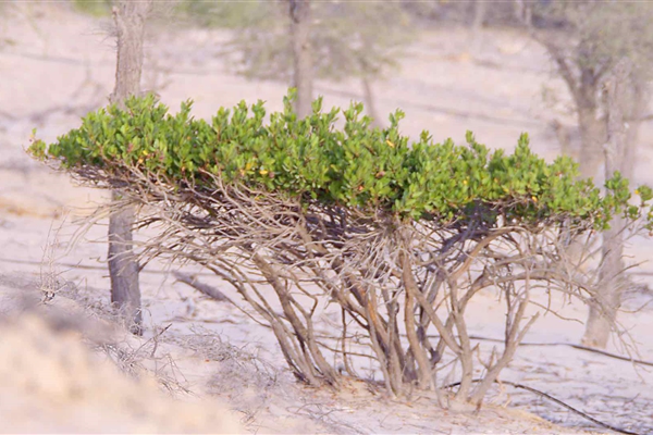 BADAA’ HAZAA’ RESERVE 