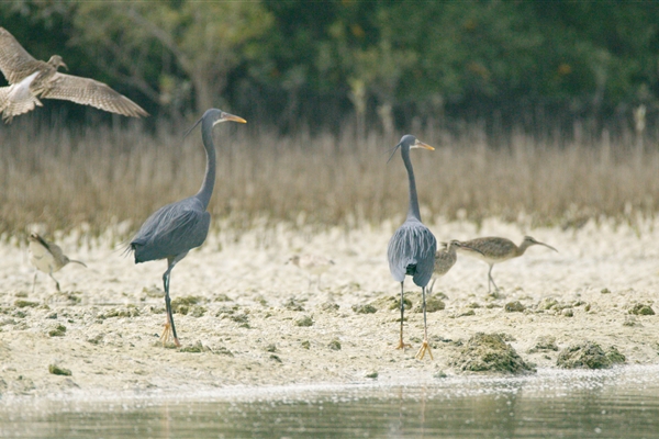 EASTERN MANGROVES/ MANGROVE NATIONAL PARK 