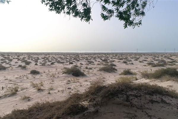 HOUBARA PROTECTED AREA  