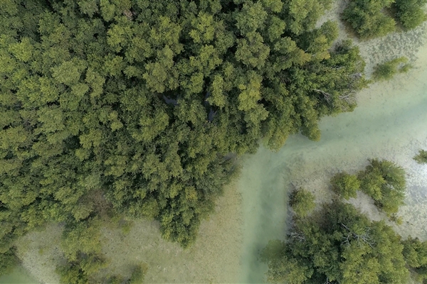 EASTERN MANGROVES/ MANGROVE NATIONAL PARK 