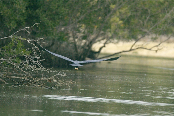 EASTERN MANGROVES/ MANGROVE NATIONAL PARK 