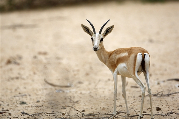 Arabian Wildlife Park