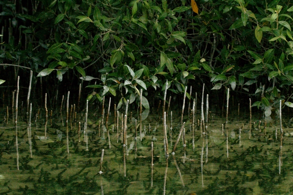 EASTERN MANGROVES/ MANGROVE NATIONAL PARK 