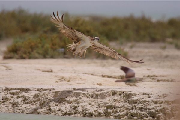 BUL SUAYEEF MARINE RESERVE