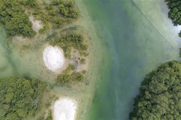 EASTERN MANGROVES/ MANGROVE NATIONAL PARK 