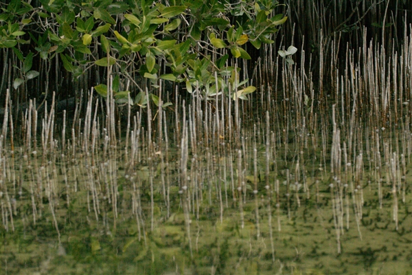 EASTERN MANGROVES/ MANGROVE NATIONAL PARK 