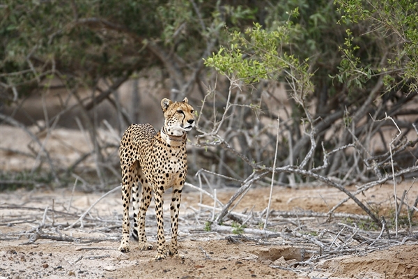 Arabian Wildlife Park