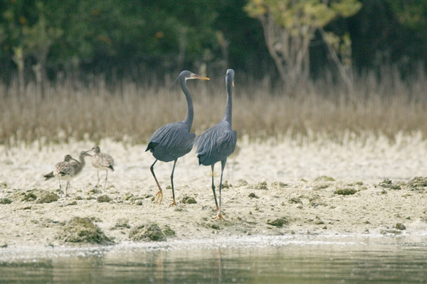 EASTERN MANGROVES/ MANGROVE NATIONAL PARK 