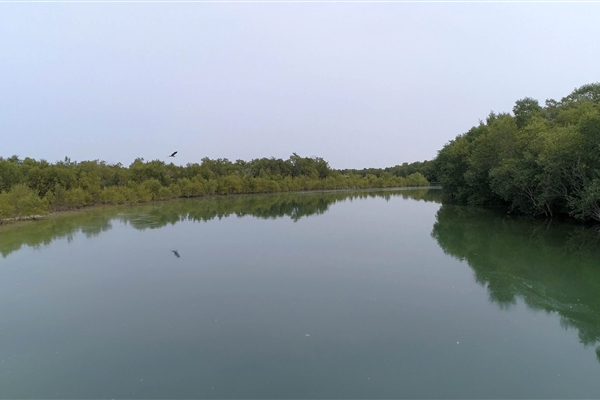 EASTERN MANGROVES/ MANGROVE NATIONAL PARK 