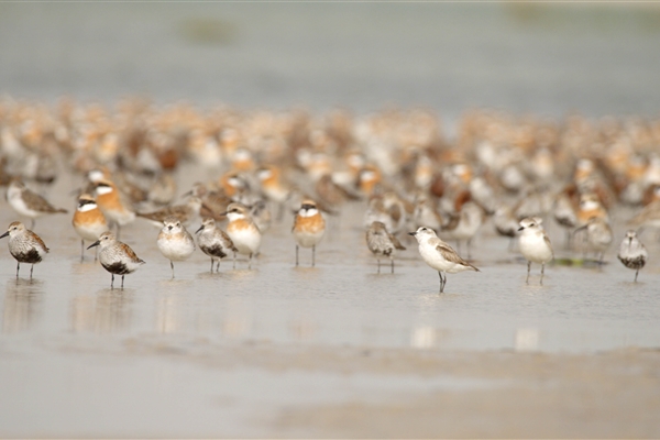 BUL SUAYEEF MARINE RESERVE