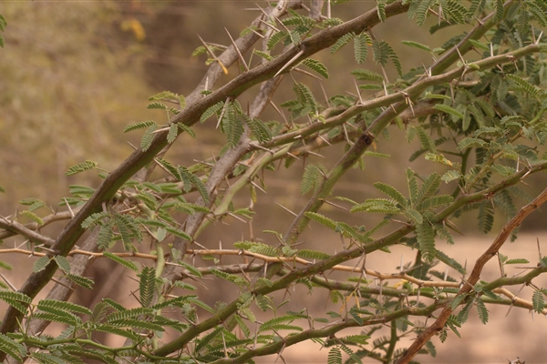 HOUBARA PROTECTED AREA  