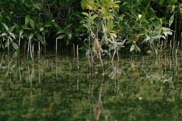 EASTERN MANGROVES/ MANGROVE NATIONAL PARK 