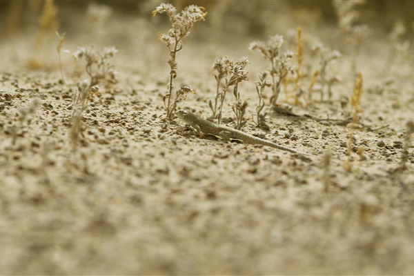 HOUBARA PROTECTED AREA  