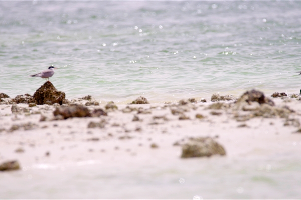 BUL SUAYEEF MARINE RESERVE