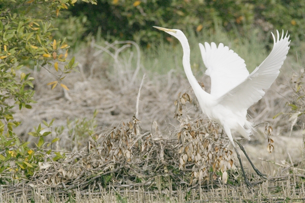 EASTERN MANGROVES/ MANGROVE NATIONAL PARK 