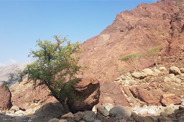 Taween and the Wadi Ghub Petroglyphs 