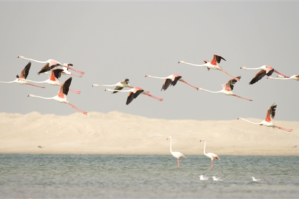 BUL SUAYEEF MARINE RESERVE