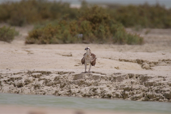 BUL SUAYEEF MARINE RESERVE