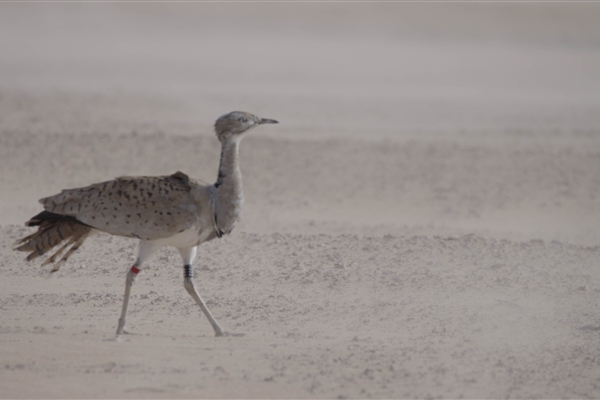 HOUBARA PROTECTED AREA  