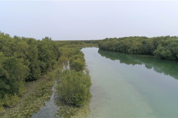 EASTERN MANGROVES/ MANGROVE NATIONAL PARK 