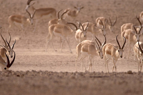 BADAA’ HAZAA’ RESERVE 