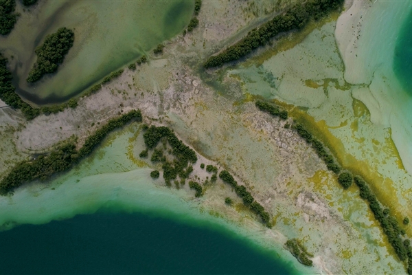 EASTERN MANGROVES/ MANGROVE NATIONAL PARK 