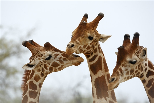 Arabian Wildlife Park