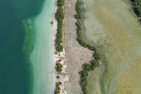 EASTERN MANGROVES/ MANGROVE NATIONAL PARK 