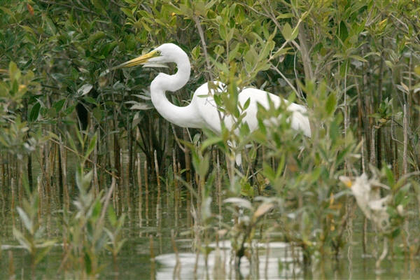 EASTERN MANGROVES/ MANGROVE NATIONAL PARK 