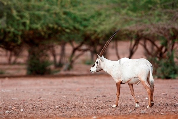 Arabian Wildlife Park