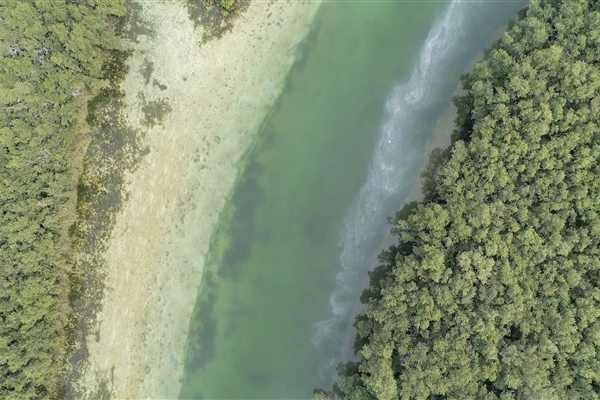 EASTERN MANGROVES/ MANGROVE NATIONAL PARK 