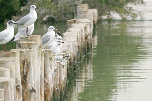 EASTERN MANGROVES/ MANGROVE NATIONAL PARK 