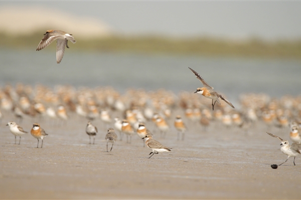 BUL SUAYEEF MARINE RESERVE