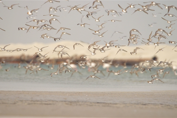 BUL SUAYEEF MARINE RESERVE