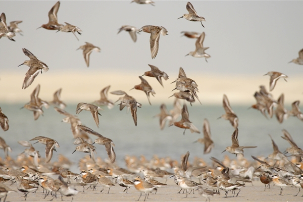 BUL SUAYEEF MARINE RESERVE