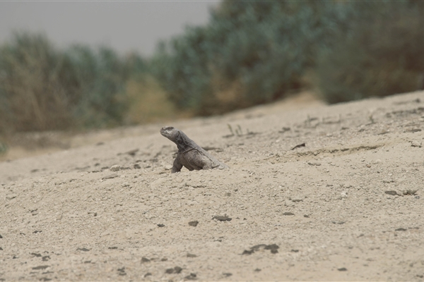 HOUBARA PROTECTED AREA  