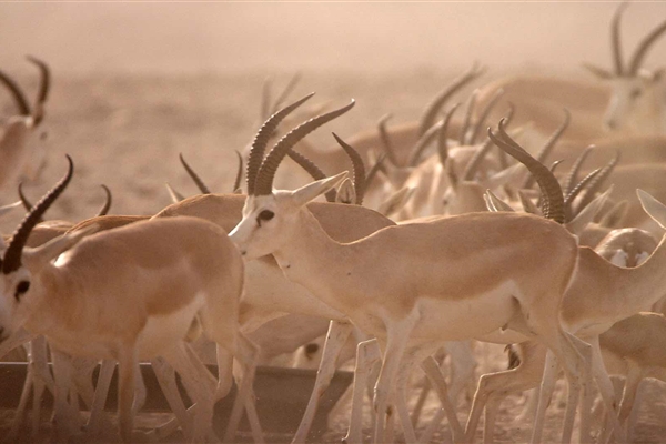 BADAA’ HAZAA’ RESERVE 