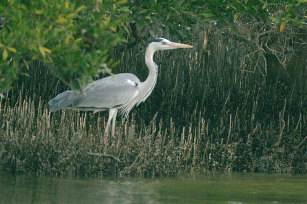 EASTERN MANGROVES/ MANGROVE NATIONAL PARK 