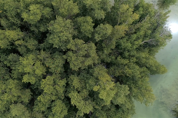 EASTERN MANGROVES/ MANGROVE NATIONAL PARK 